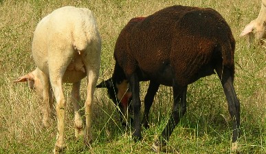 moutons de notre oligarchie